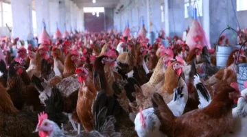 تحديثات جديدة.. أسعار الدواجن في الأسواق المصرية خلال تعاملات السبت لمستويات غير متوقعة